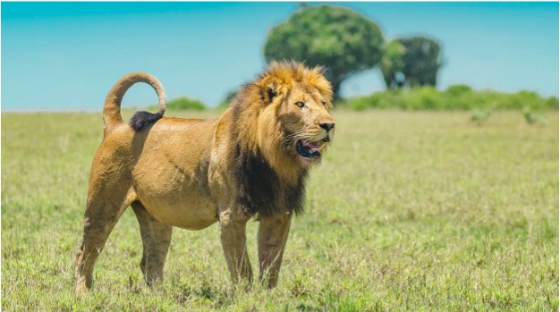 Kenya Safari Tours Prices & Packages: Compare and Book Your Safari Today